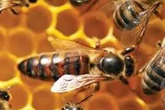 Reine d'abeilles